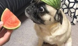 最新吃瓜爆料图片表情包