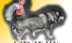 大狗最新爆料视频下载免费,免费下载视频背后的秘密