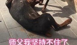 大狗最新爆料视频下载免费,免费下载视频背后的秘密