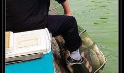 钓鱼爆料视频最新版,揭秘钓鱼技巧与陷阱