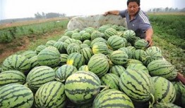 高密吃瓜最新事件爆料是真的吗,最新爆料真相揭秘