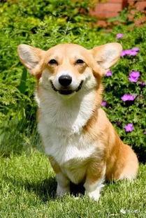 狗狗最新爆料图片大全大图,萌态百出，萌图大赏